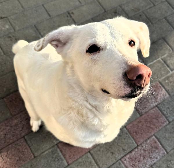 Genna Cagnolina Candida